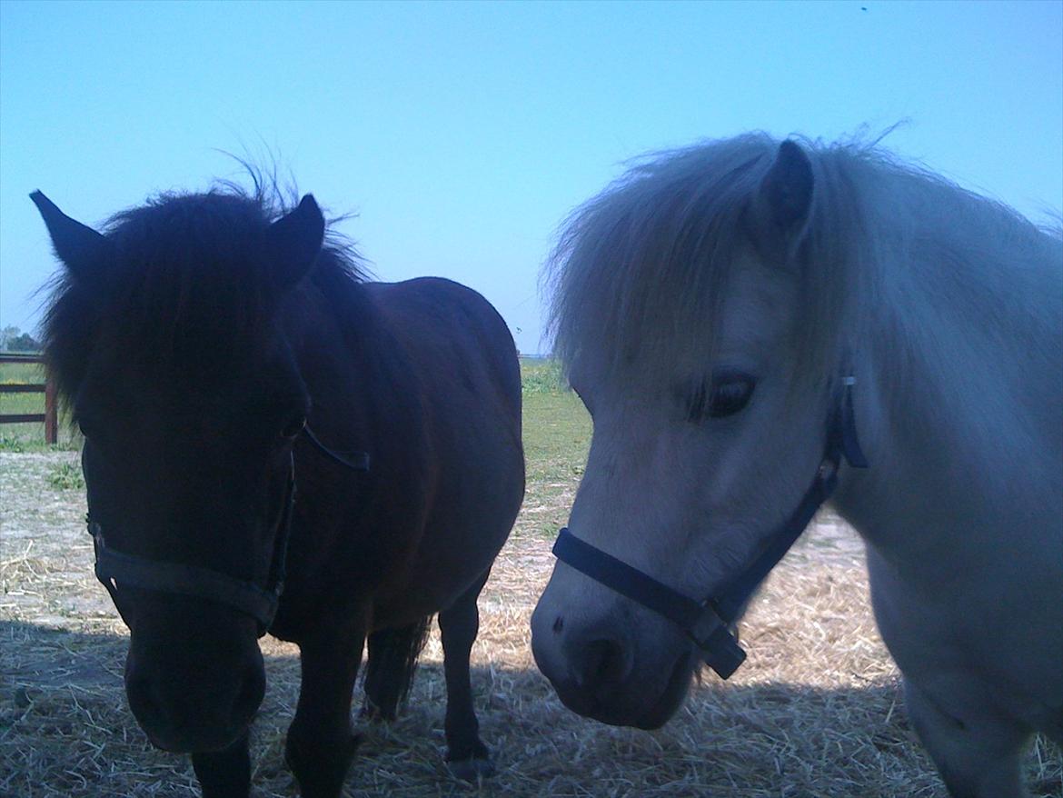 Anden særlig race Rasmus billede 5