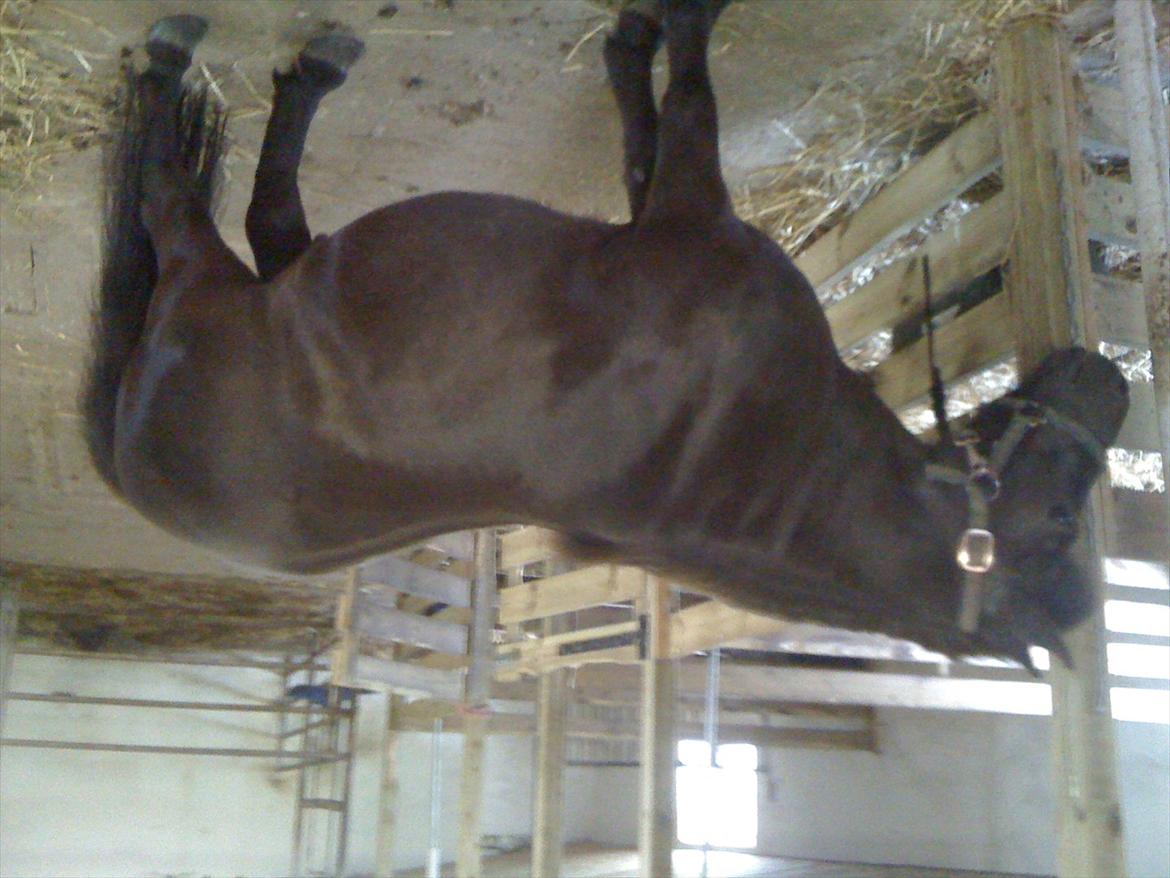 Anden særlig race Rasmus billede 6