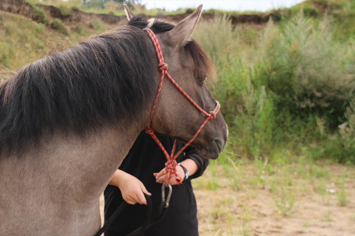 Konik Polski Tora R.I.P My ANGLE! billede 4