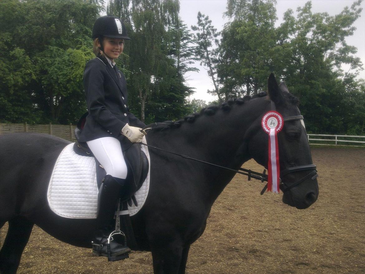 Welsh Cob (sec D) Dark Shadow <3 - første stævne <3
 billede 7