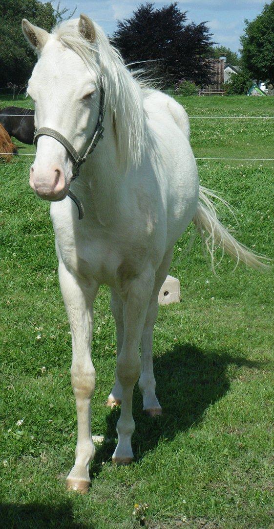 Welsh Pony (sec B) Aastrupgaards Aayan - Velkommen til Aayan´s profil billede 1