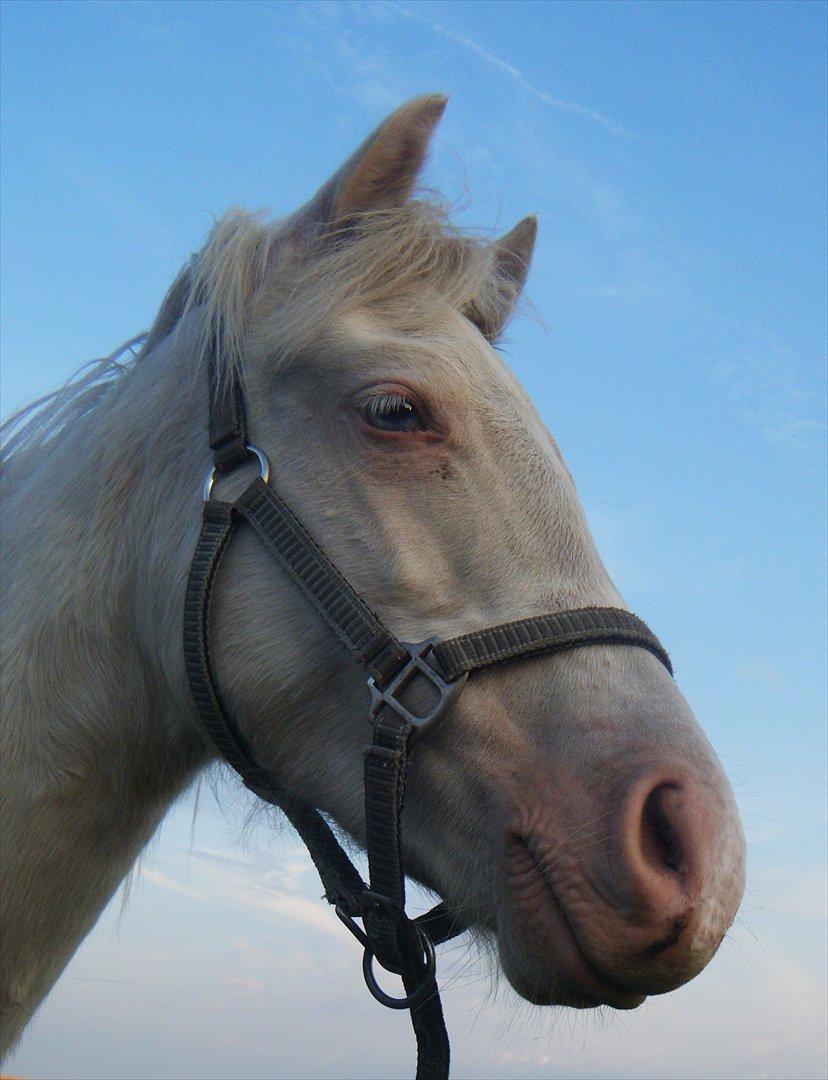 Welsh Pony (sec B) Aastrupgaards Aayan billede 2