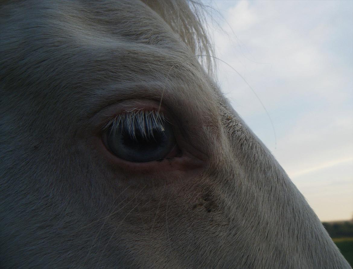 Welsh Pony (sec B) Aastrupgaards Aayan billede 3
