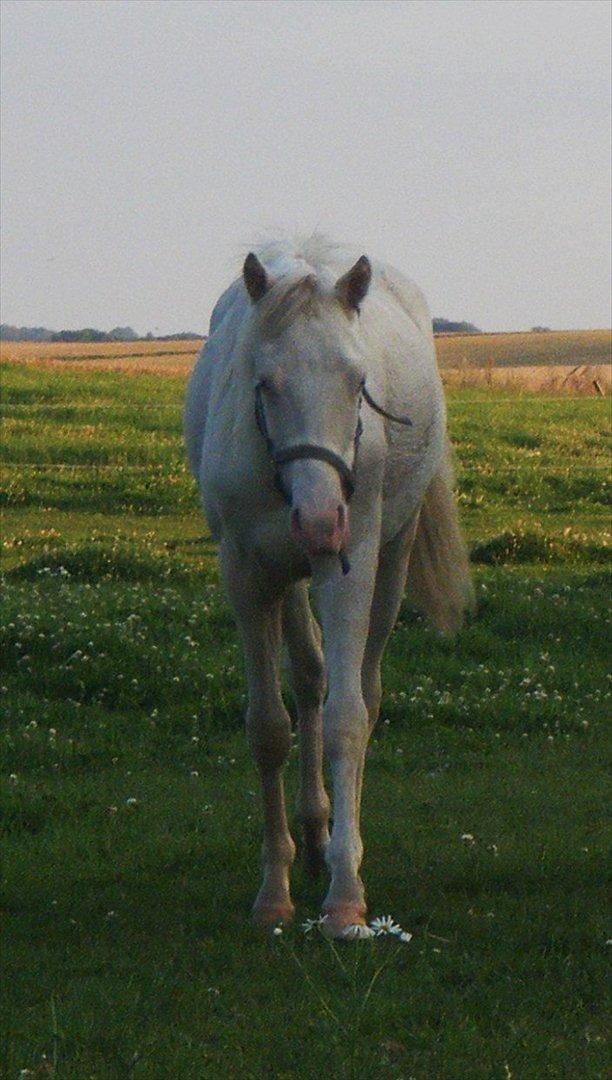 Welsh Pony (sec B) Aastrupgaards Aayan billede 4