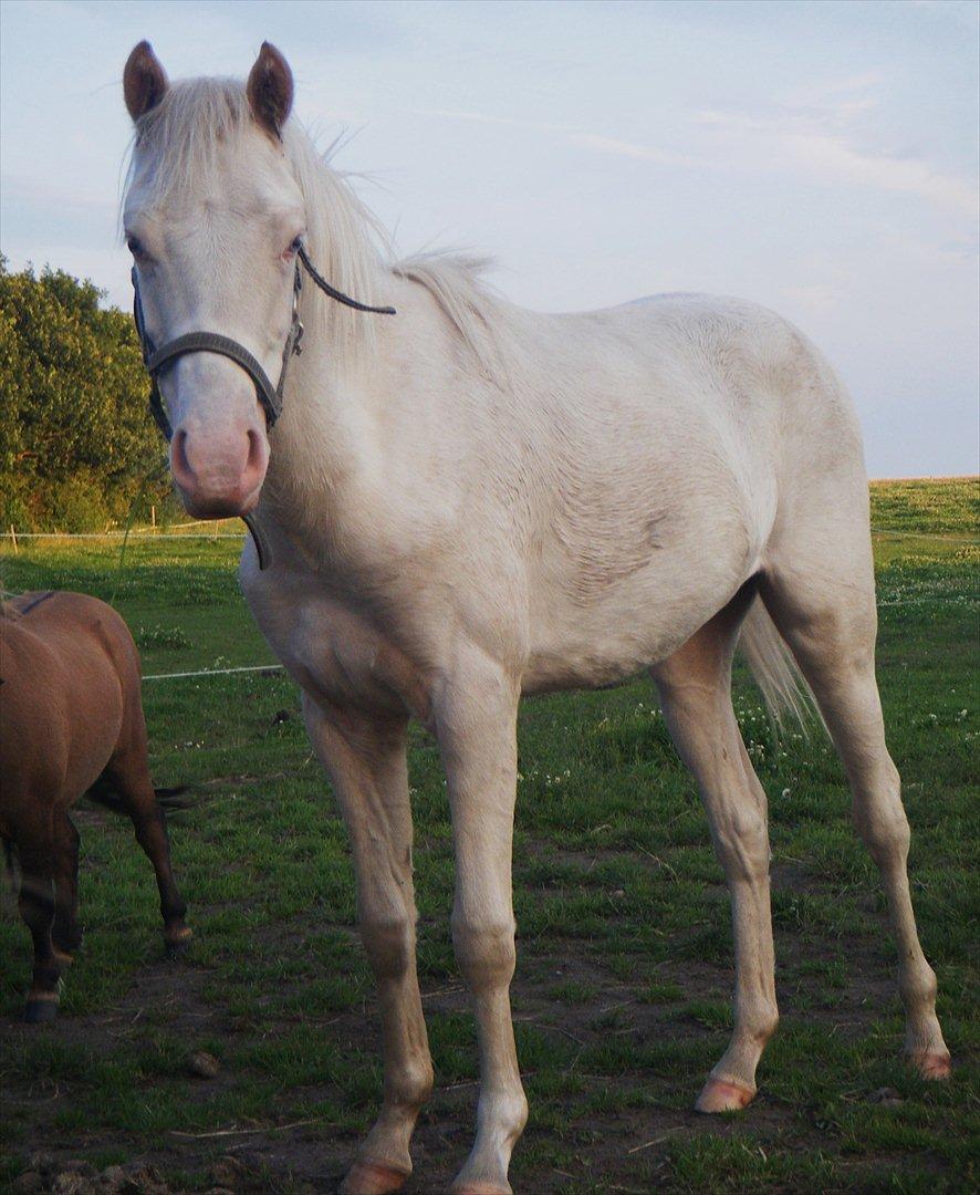 Welsh Pony (sec B) Aastrupgaards Aayan billede 5