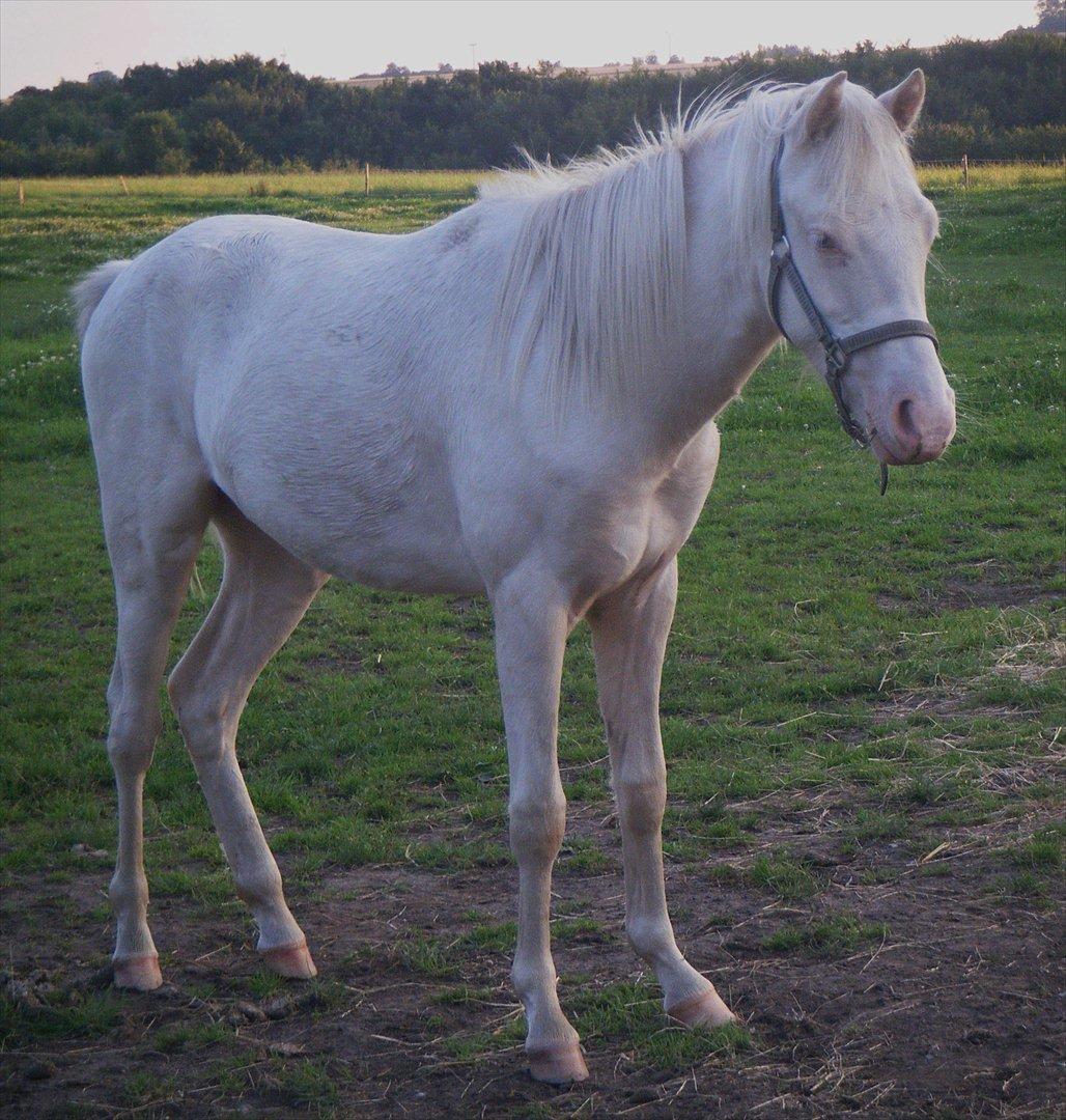 Welsh Pony (sec B) Aastrupgaards Aayan billede 6