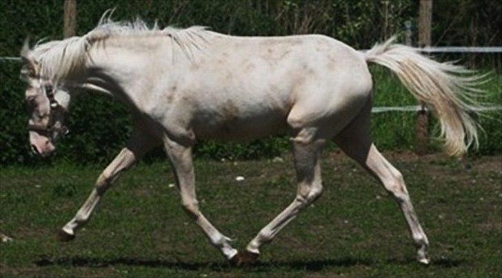 Welsh Pony (sec B) Aastrupgaards Aayan billede 8