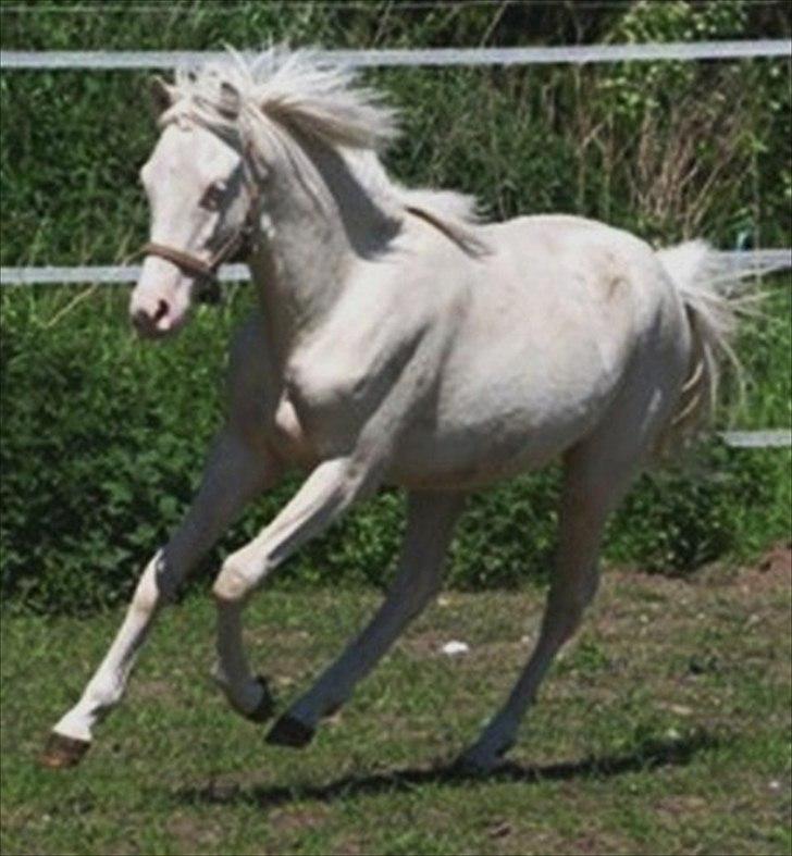 Welsh Pony (sec B) Aastrupgaards Aayan billede 9