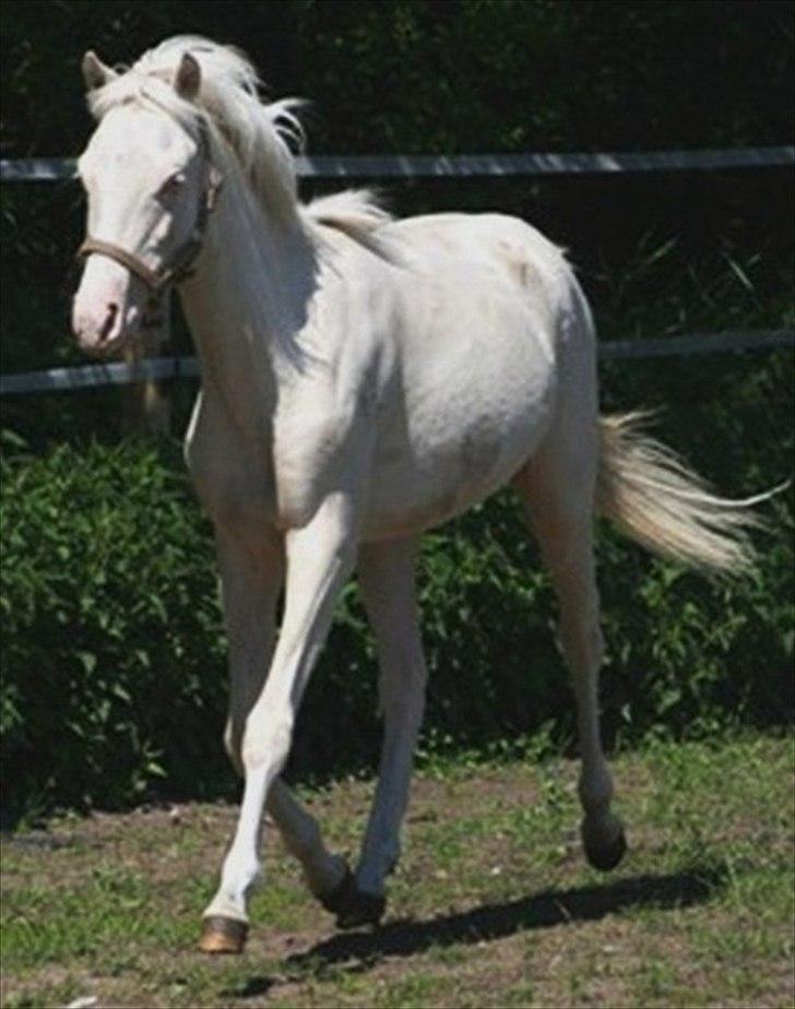 Welsh Pony (sec B) Aastrupgaards Aayan billede 7