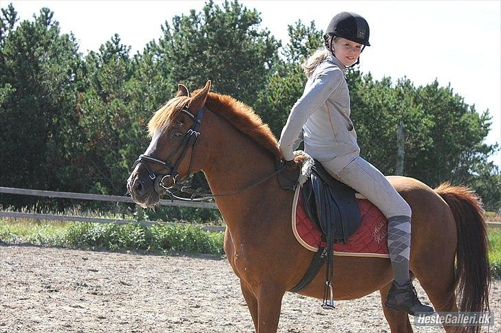 Anden særlig race Kasper (passer)  billede 2