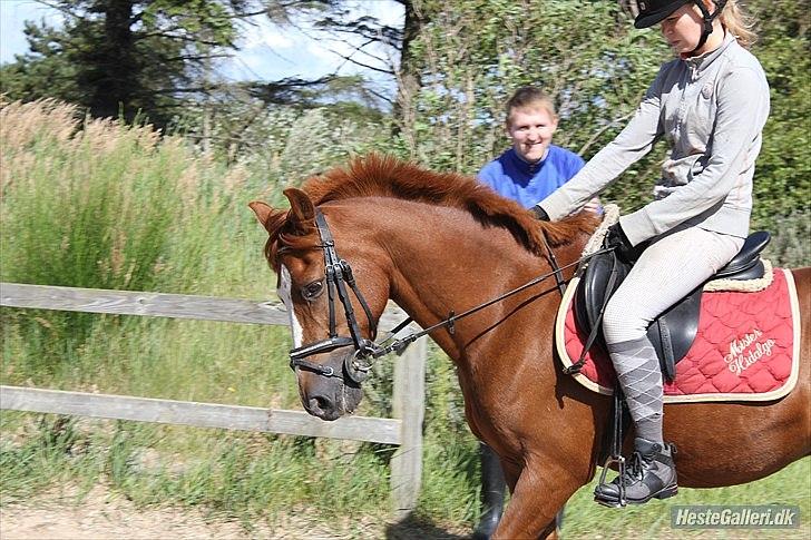 Anden særlig race Kasper (passer)  billede 3