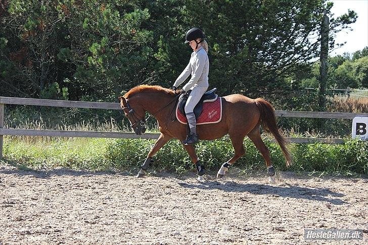 Anden særlig race Kasper (passer)  billede 4