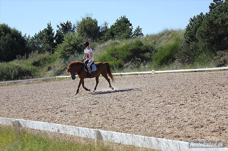 Anden særlig race Kasper (passer)  billede 5