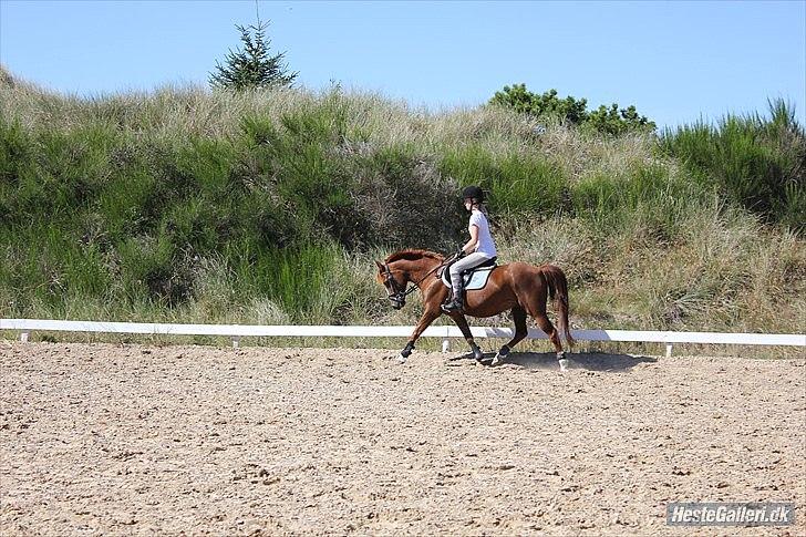 Anden særlig race Kasper (passer)  billede 6