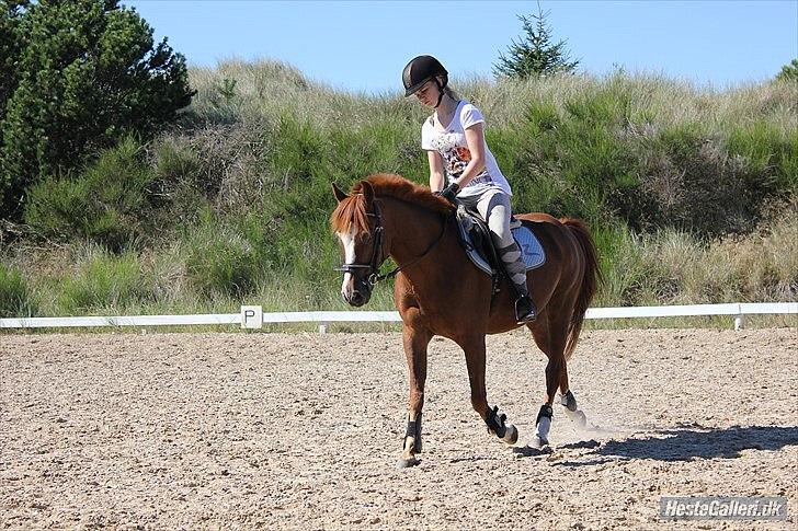 Anden særlig race Kasper (passer)  billede 7