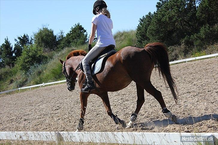 Anden særlig race Kasper (passer)  billede 8