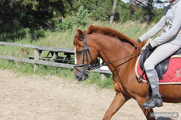 Anden særlig race Kasper (passer)  billede 9