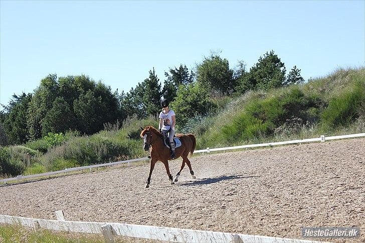 Anden særlig race Kasper (passer)  billede 10