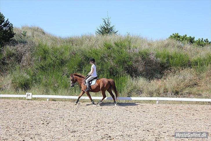 Anden særlig race Kasper (passer)  billede 11