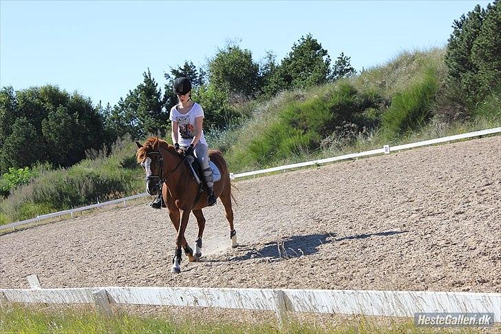 Anden særlig race Kasper (passer)  billede 12