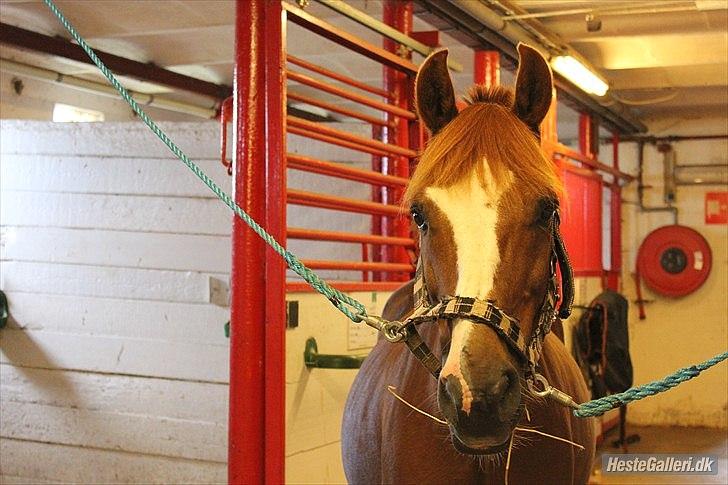 Anden særlig race Kasper (passer)  billede 13