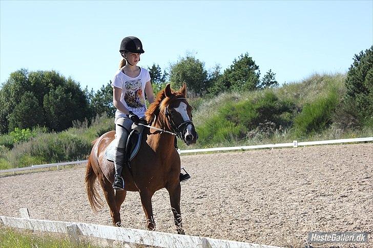 Anden særlig race Kasper (passer)  billede 14