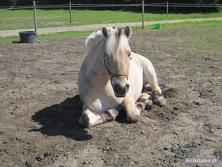 Fjordhest Amadeus <3 billede 12