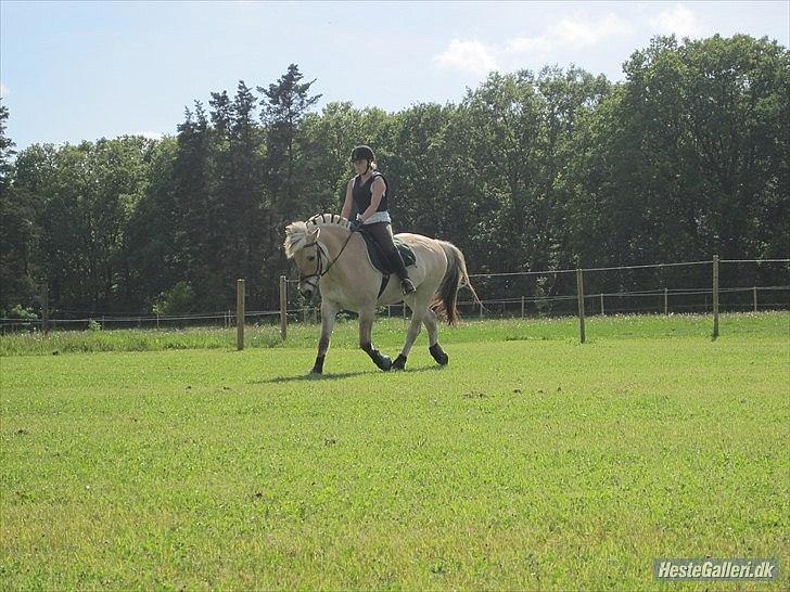 Fjordhest Amadeus <3 billede 13