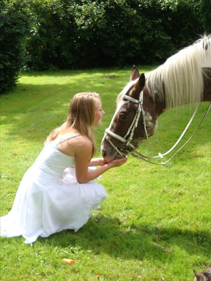 Knabstrupper Indy   - Aldrig vær trist over det du har mistet. Bare vær glad for at det engang var dit.
Jeg savner dig så meget. billede 1