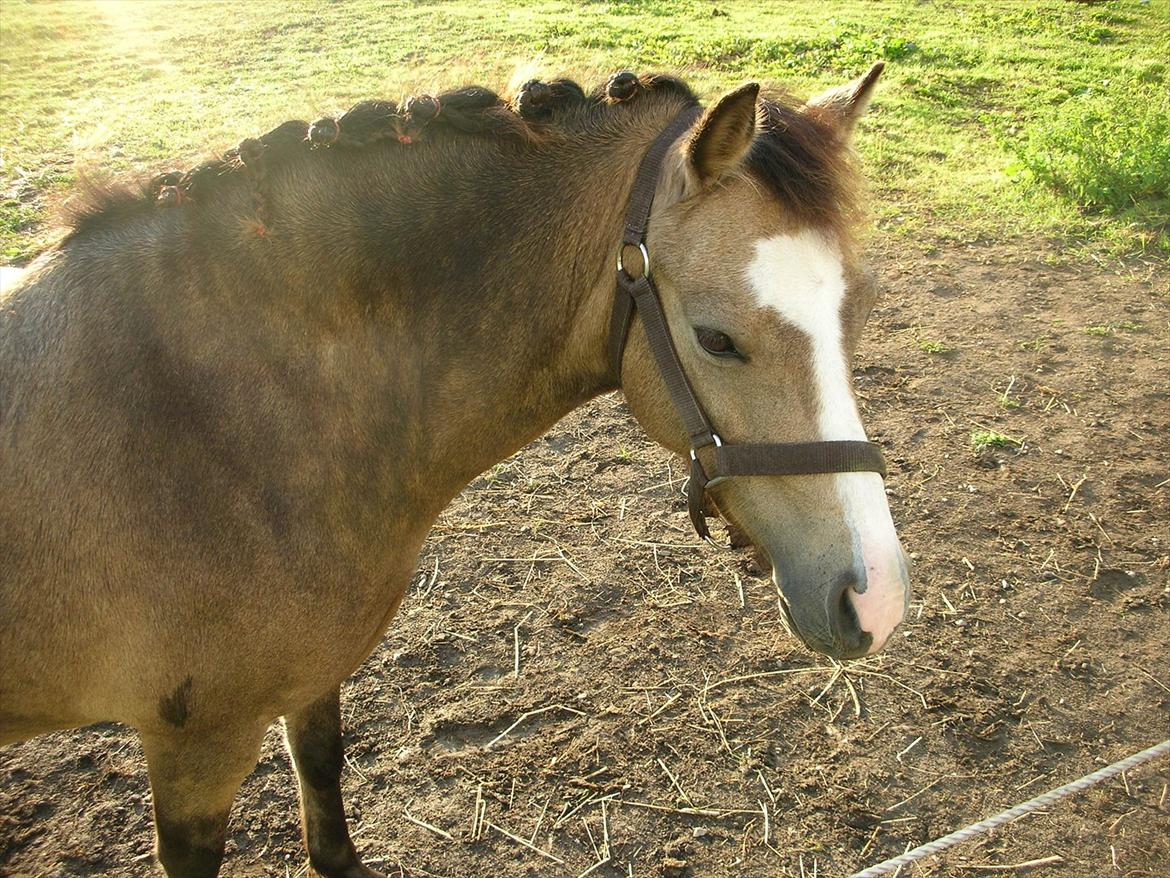Welsh Mountain (sec A) pixeline star light ( Tidl. pony) billede 1