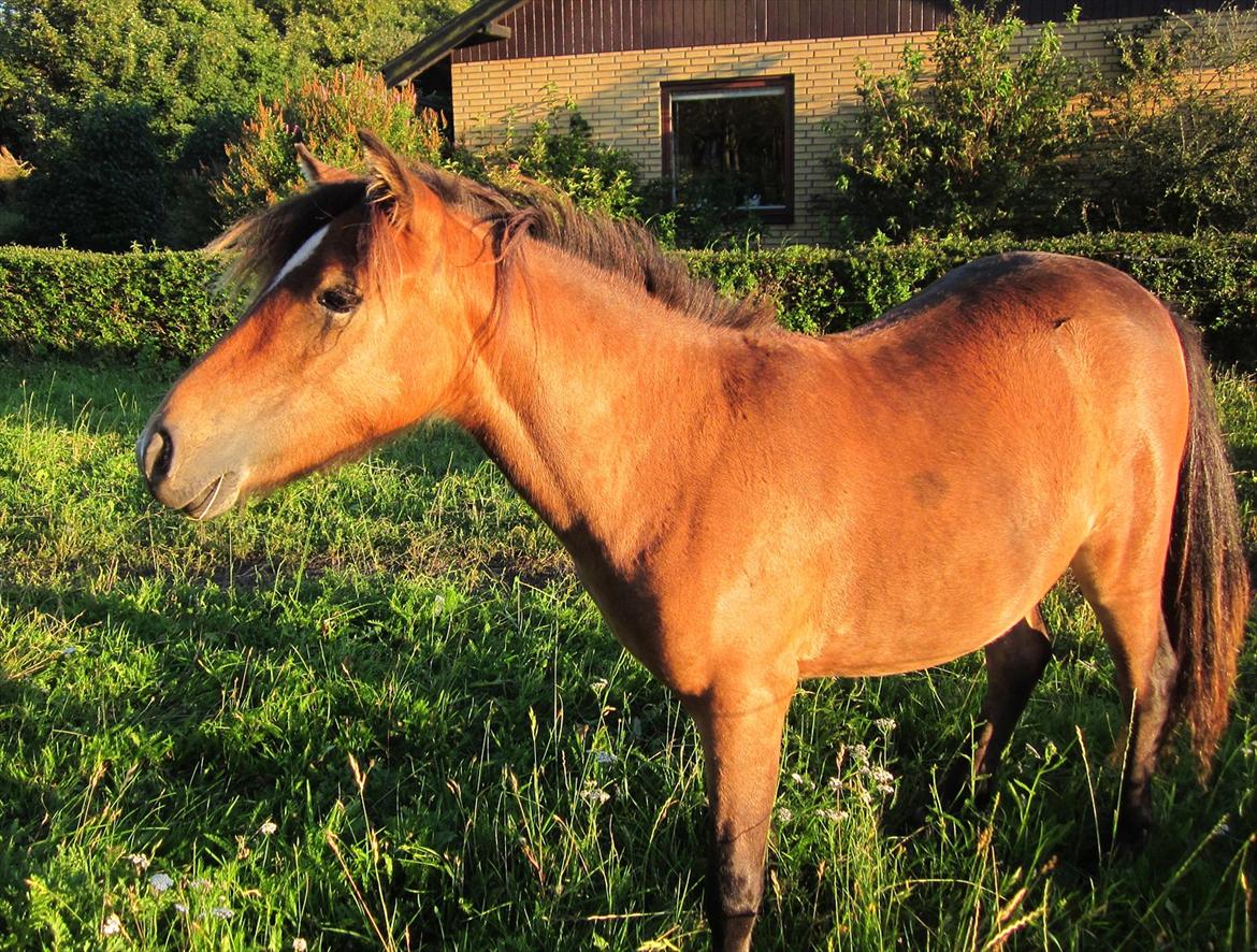 Anden særlig race Vanggaarden's Evermore - Jeg kender en guldpony, og jeg tror jeg elsker hende!<3 
D. 12. august 2011 billede 1