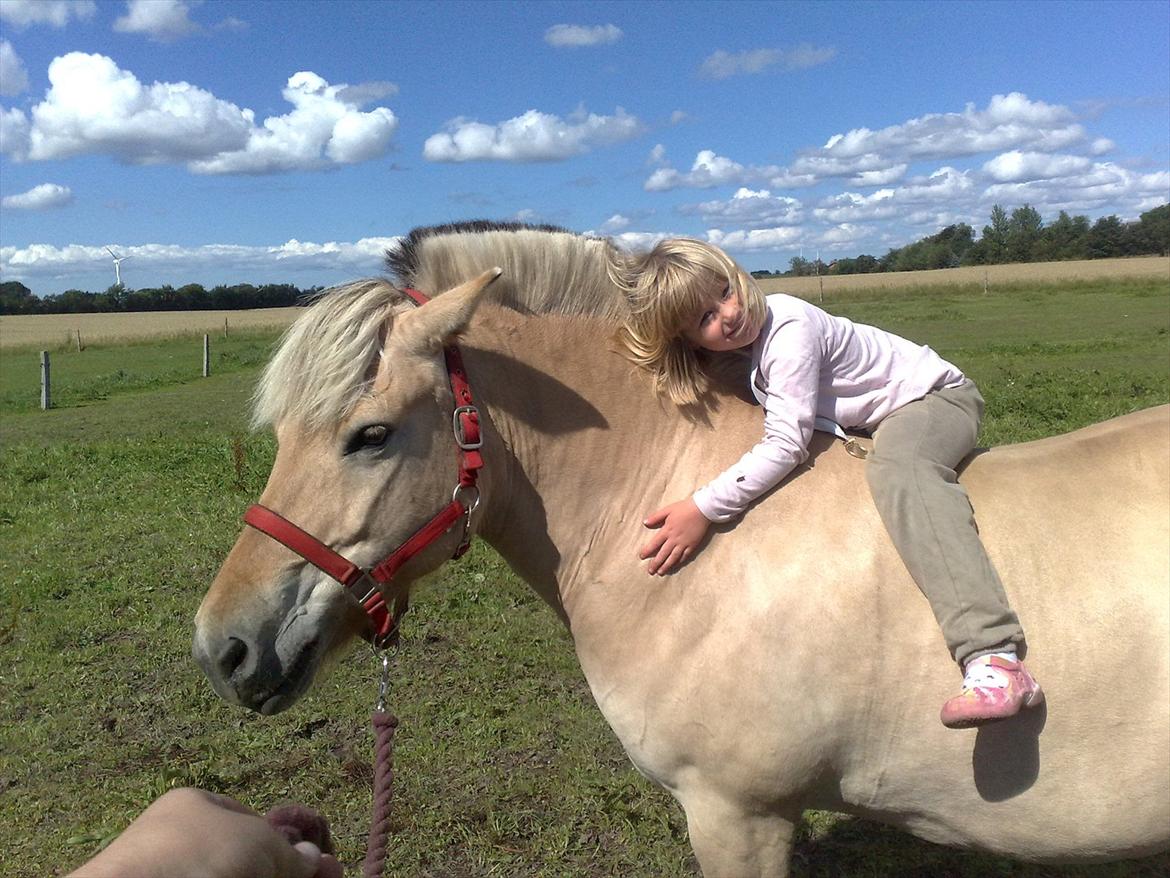 Fjordhest Skovsgårds Tronja - Min datter Amalie på 6 år hygger med Tronja. billede 9