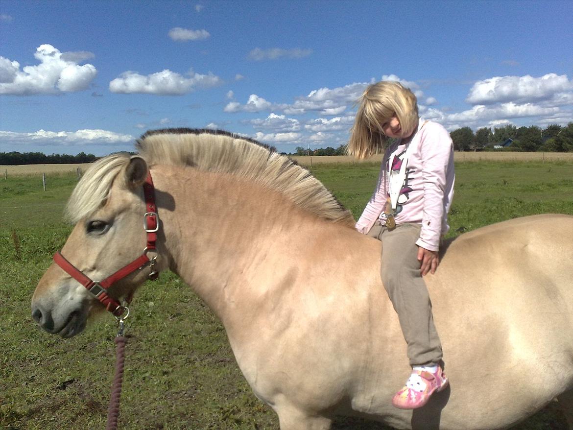 Fjordhest Skovsgårds Tronja billede 10