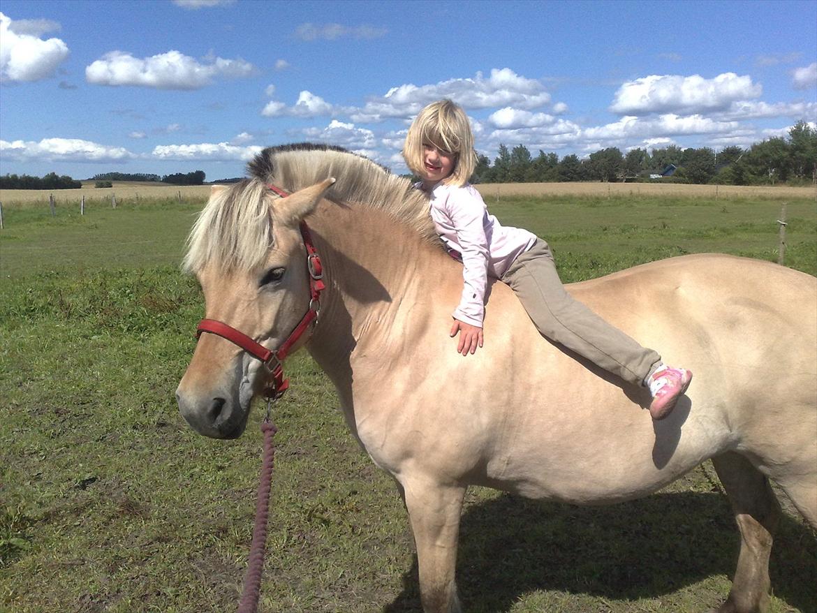 Fjordhest Skovsgårds Tronja billede 11