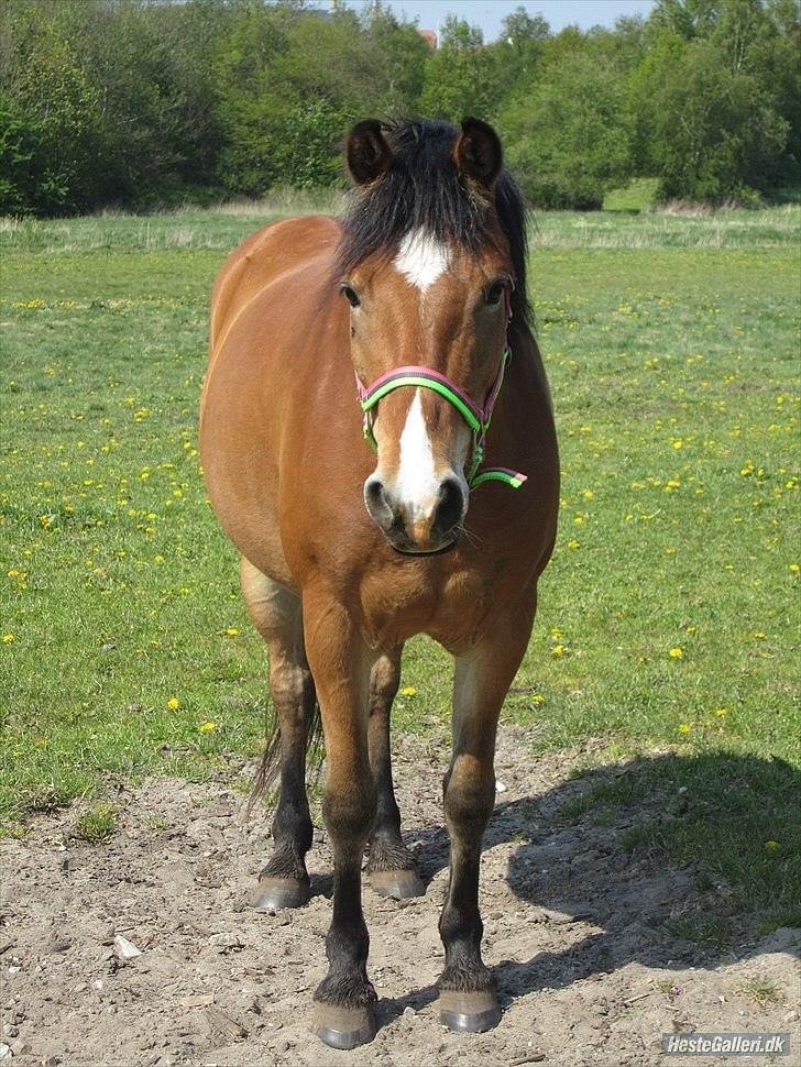 Anden særlig race Juncker. - maybe there isn´t a perfect me, but there is a perfect you! <3 billede 18