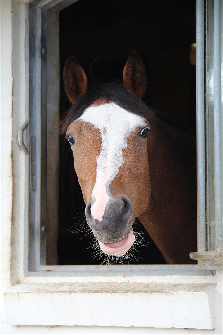 Trakehner Philippa - Tak fordi I kiggede! :-) Foto: Stella M. Kristensen billede 17