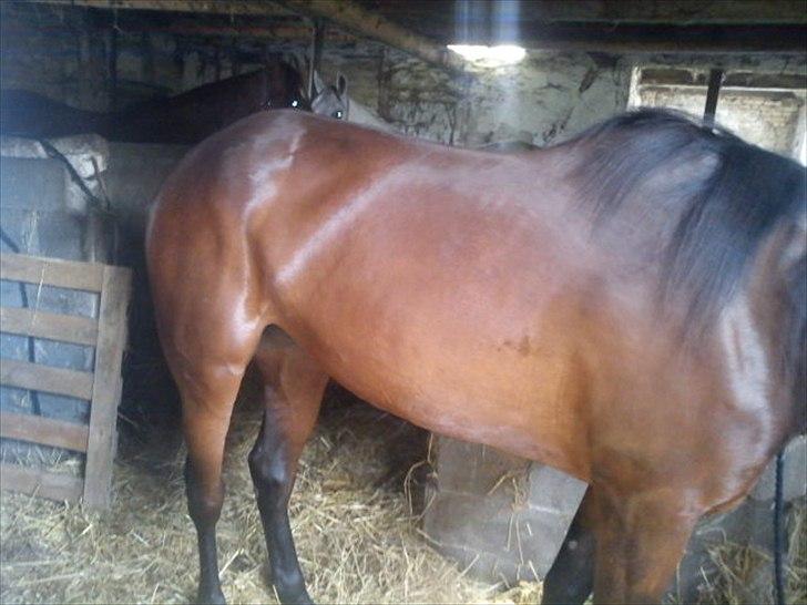 Traver Next Success billede 8