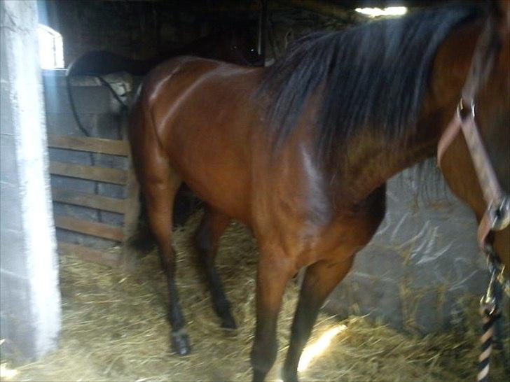 Traver Next Success billede 9