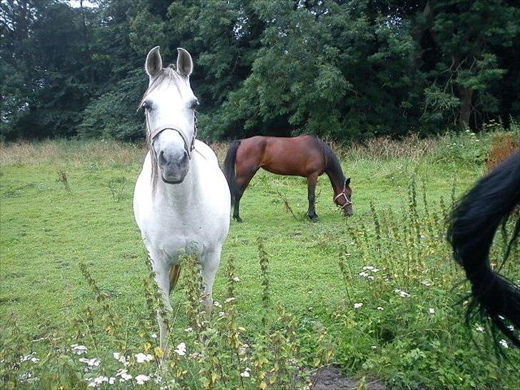 Traver Next Success billede 10