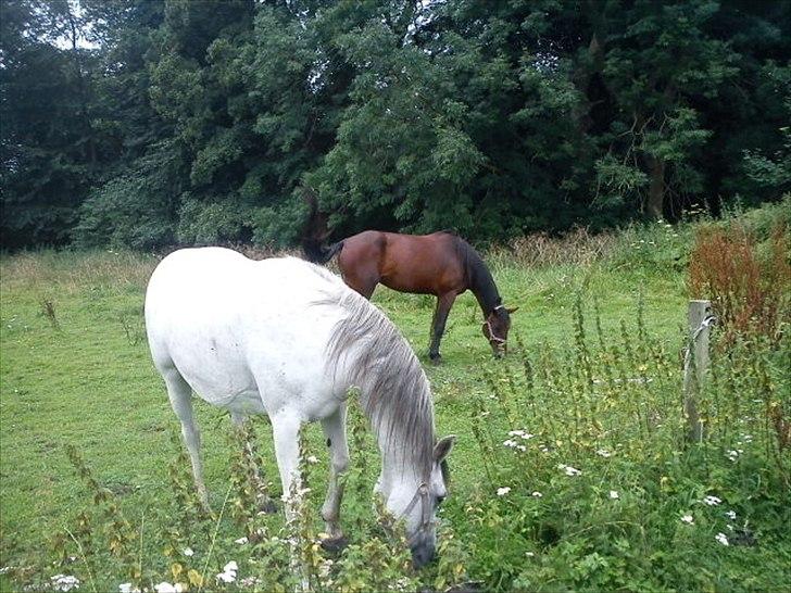 Traver Next Success billede 11