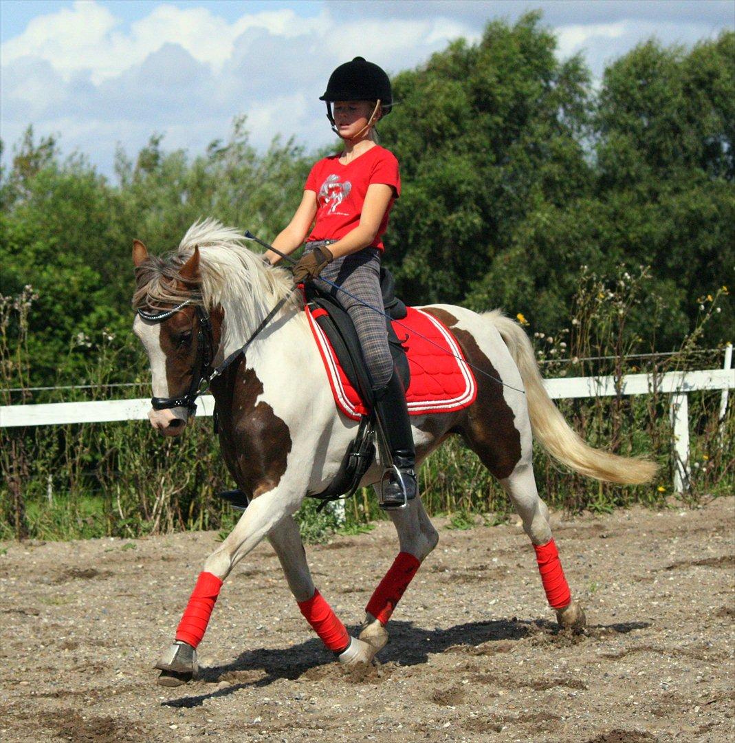 Anden særlig race Sunflower - B-PONY - iih, din lille lækkermås altså :-* billede 19