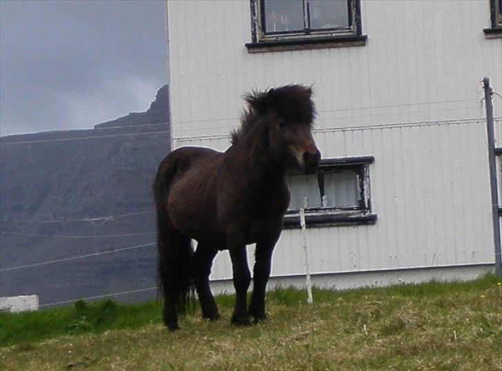 Færøsk hest Líggjas [Haft i pleje] - Juny 2011 billede 14