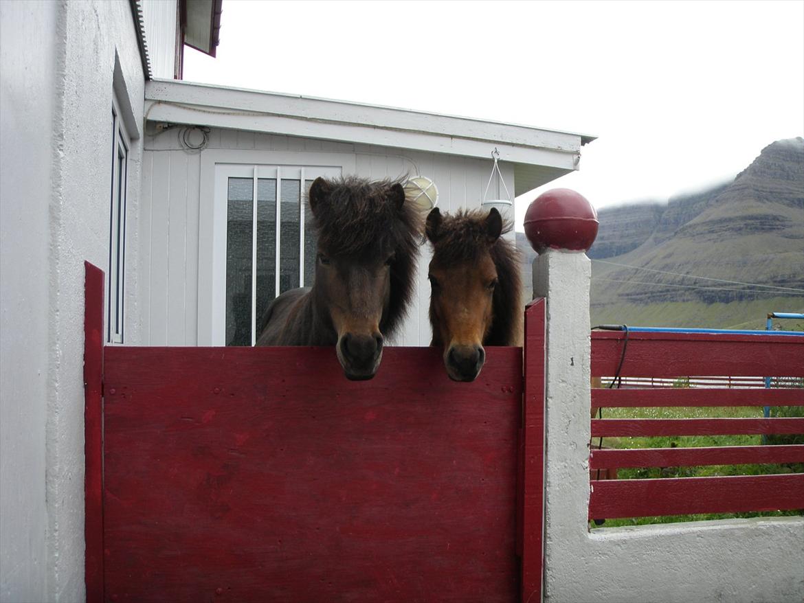 Færøsk hest Líggjas [Haft i pleje] - Líggjas og hans kæreste i vores have (: | Juny 2011 billede 6