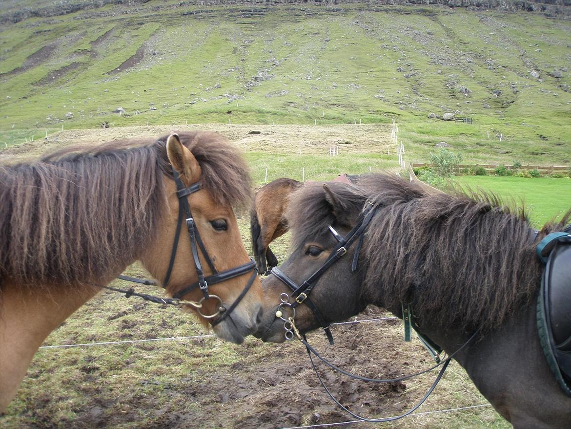 Færøsk hest Líggjas [Haft i pleje] - Líggjas snuser til Teddy :b | Aug. 2011 billede 19
