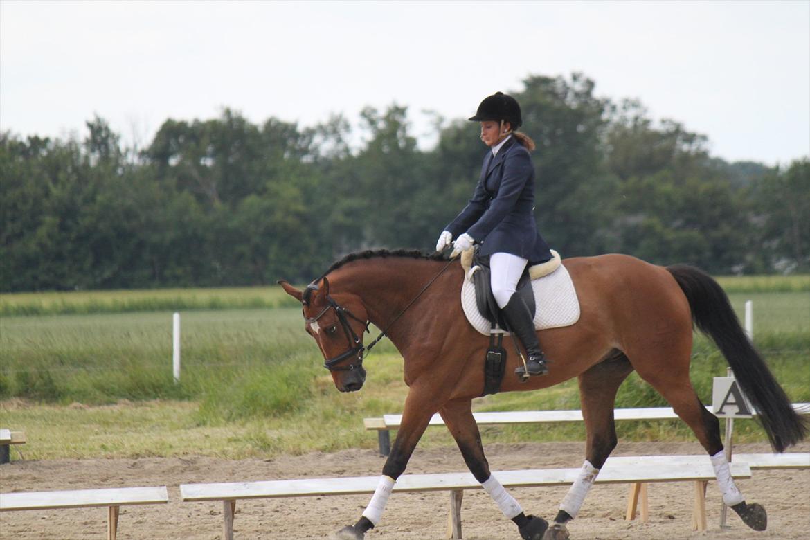 Dansk Varmblod quality gersdorf  - første dressurstævne, lc1.  71 % 1 plads billede 10