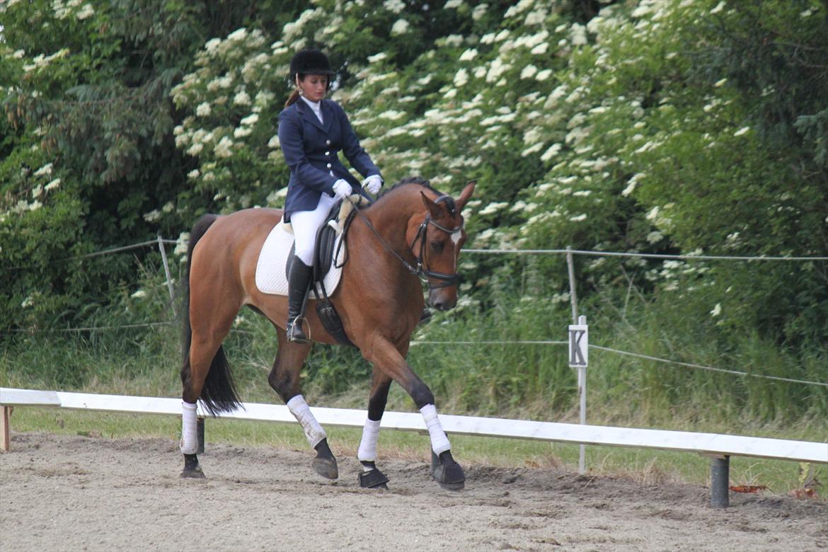 Dansk Varmblod quality gersdorf  - første dressurstævne, lc1. 71 % 1 plads billede 11