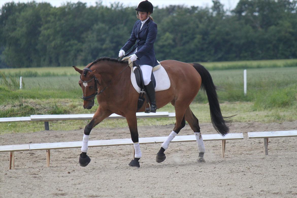 Dansk Varmblod quality gersdorf  - første dressurstævne, lc1. 71 % 1 plads billede 12