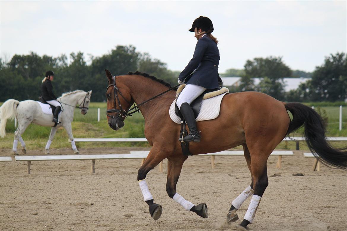 Dansk Varmblod quality gersdorf  - første dressurstævne, lc1. 71 % 1 plads billede 13