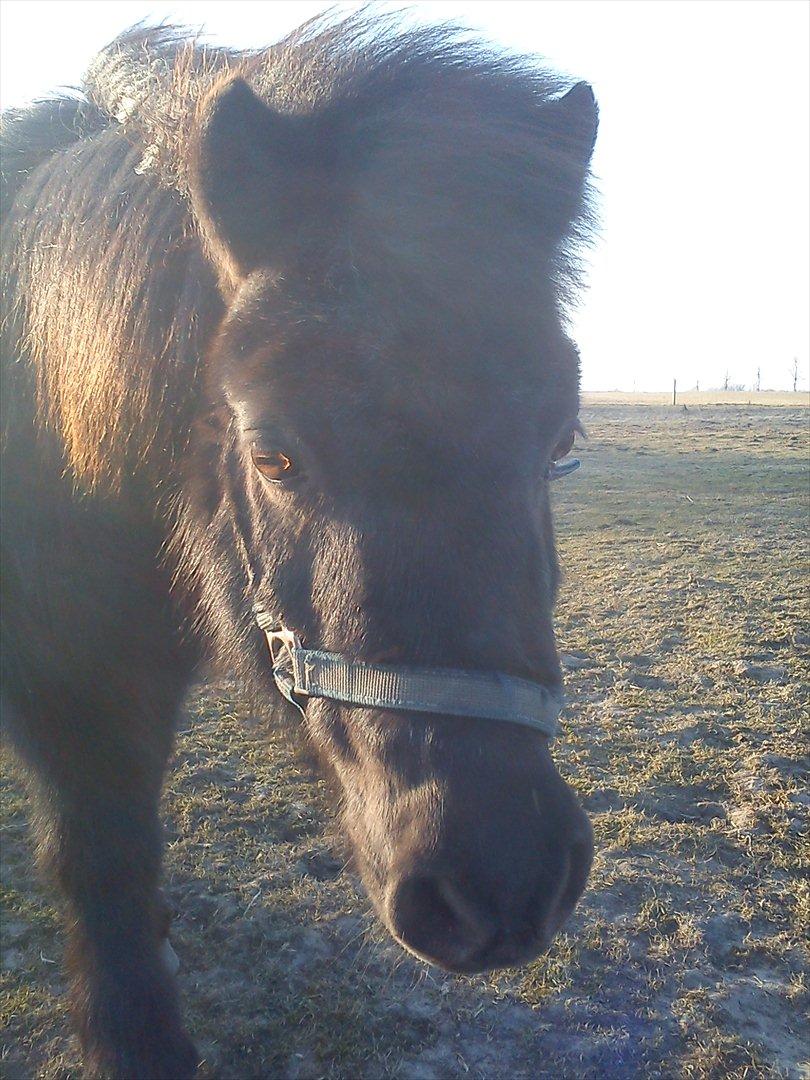 Anden særlig race Rasmus billede 7
