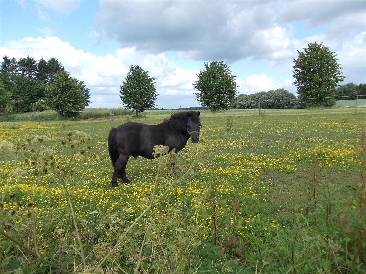 Anden særlig race Rasmus billede 8
